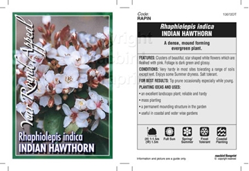 Picture of RHAPHIOLEPIS INDICA INDIAN HAWTHORN                                                                                                                   