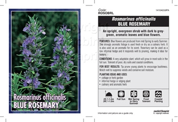 Picture of ROSMARINUS OFFICINALIS BLUE ROSEMARY                                                                                                                  