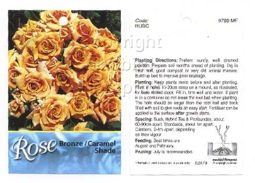 Picture of ROSE BRONZE CARAMEL (UNNAMED VARIETY)                                                                                                                 