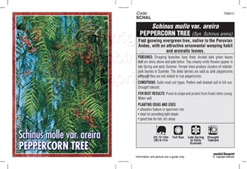 Picture of SCHINUS MOLLE VAR AREIRA PEPPER TREE                                                                                                                  