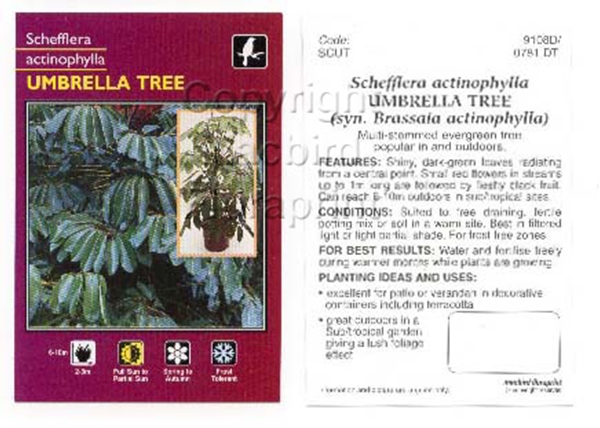 Picture of HOUSEPLANT SCHEFFLERA ACTINOPHYLLA UMBRELLA TREE                                                                                                      
