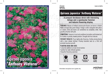 Picture of SPIRAEA ANTHONY WATERER                                                                                                                               