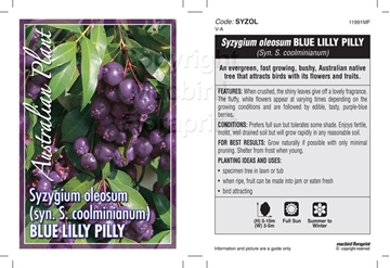 Picture of SYZYGIUM OLEOSUM BLUE LILLY PILLY                                                                                                                     