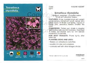 Picture of TETRATHECA THYMIFOLIA                                                                                                                                 