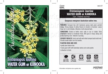 Picture of TRISTANIOPSIS LAURINA WATER GUM OR KANOOKA                                                                                                            