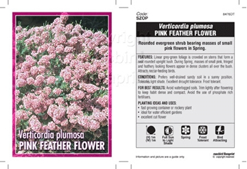 Picture of VERTICORDIA PLUMOSA PINK FEATHER FLOWER                                                                                                               