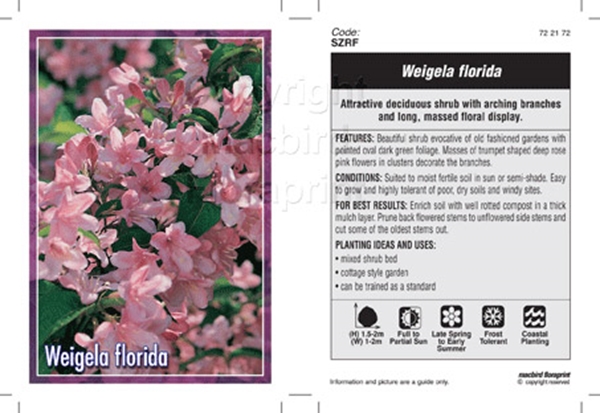 Picture of WEIGELA FLORIDA                                                                                                                                       