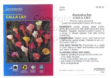Picture of ZANTEDESCHIA CALLA LILY - MIXED PICTURE (UNNAMED                                                                                                      
