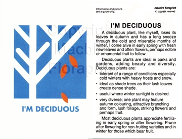 Picture of I&#39;M DECIDUOUS                                                                                                                                     