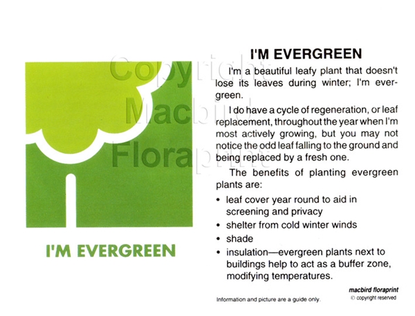 Picture of I&#39;M EVERGREEN                                                                                                                                     