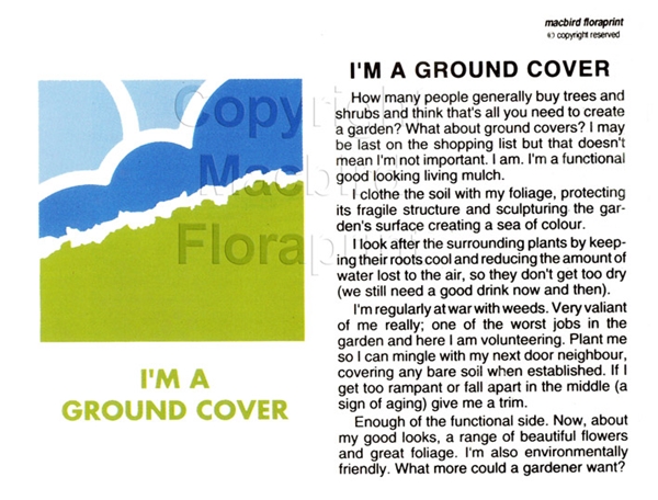 Picture of I&#39;M A GROUND COVER                                                                                                                                