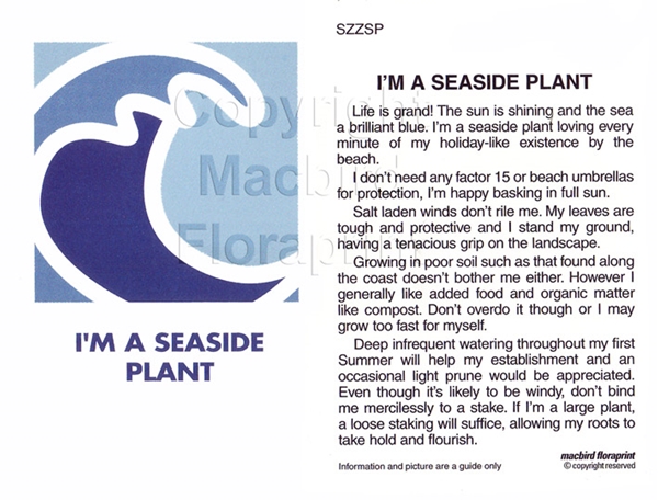 Picture of I&#39;M A SEASIDE PLANT                                                                                                                               