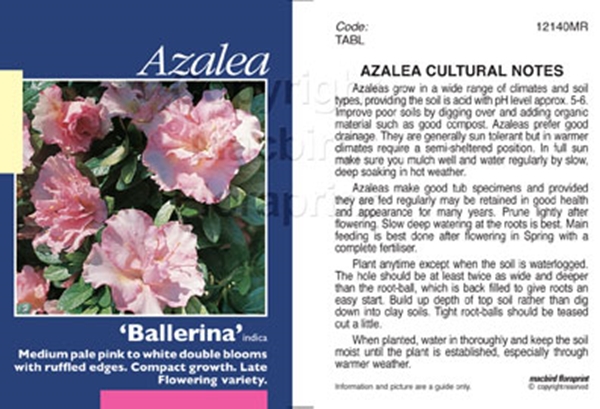 Picture of AZALEA BALLERINA                                                                                                                                      