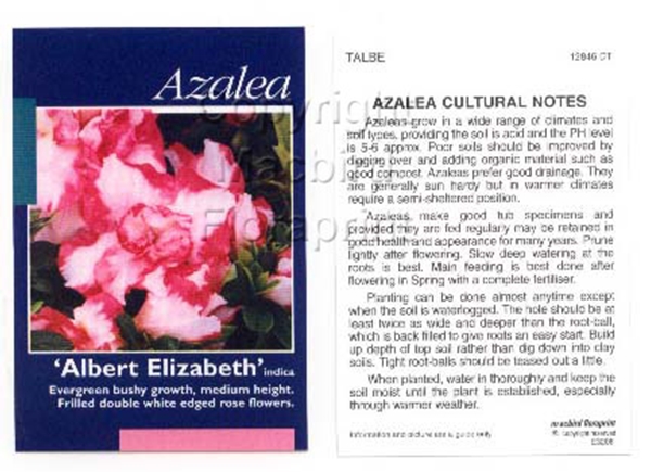 Picture of AZALEA ALBERT ELIZABETH                                                                                                                               