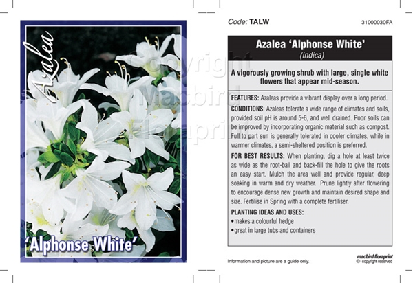 Picture of AZALEA ALPHONSE WHITE                                                                                                                                 