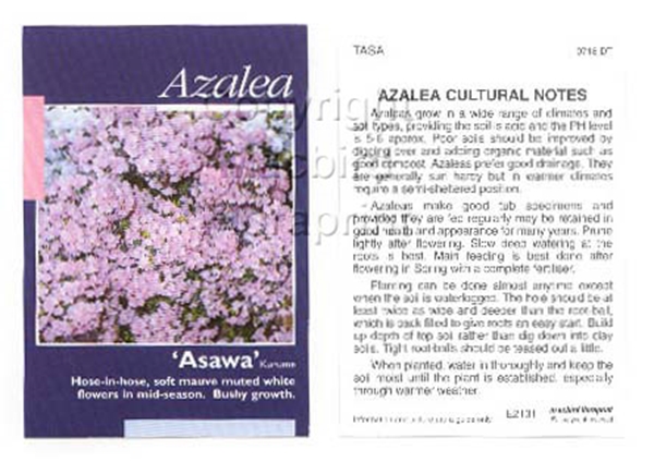 Picture of AZALEA ASAWA                                                                                                                                          