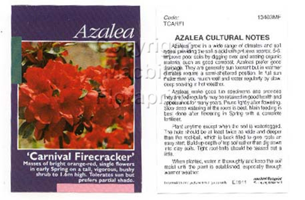 Picture of AZALEA CARNIVAL FIRECRACKER                                                                                                                           