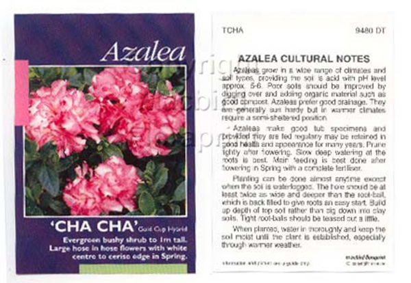 Picture of AZALEA CHA CHA                                                                                                                                        