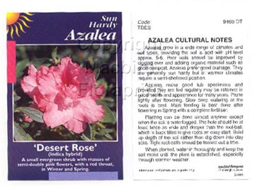 Picture of AZALEA DESERT ROSE                                                                                                                                    