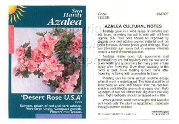 Picture of AZALEA DESERT ROSE USA                                                                                                                                
