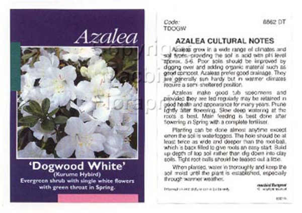 Picture of AZALEA DOGWOOD WHITE                                                                                                                                  