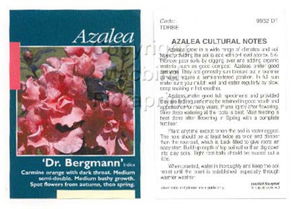 Picture of AZALEA DR BERGMANN                                                                                                                                    
