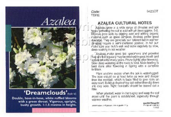 Picture of AZALEA DREAMCLOUDS                                                                                                                                    