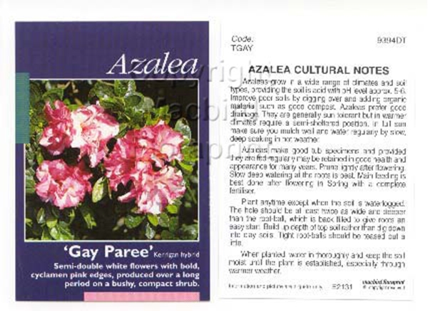 Picture of AZALEA GAY PAREE                                                                                                                                      