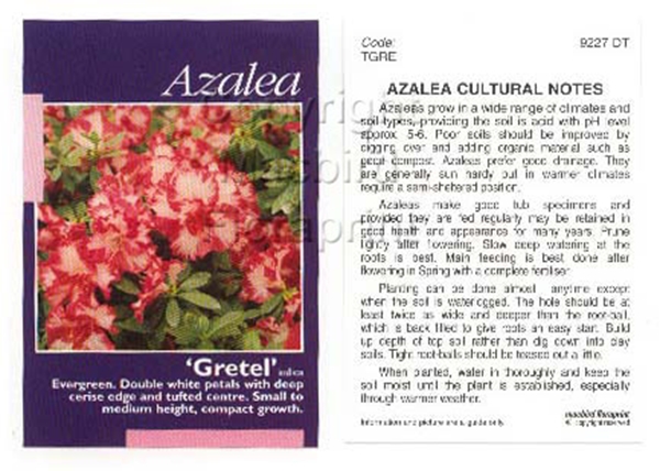 Picture of AZALEA GRETEL                                                                                                                                         