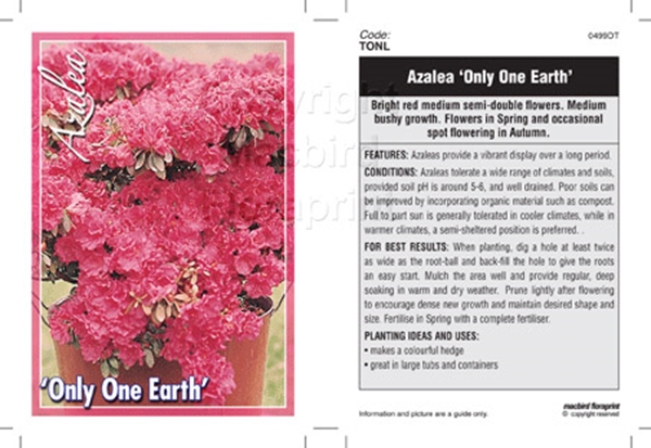 Picture of AZALEA ONLY ONE EARTH                                                                                                                                 