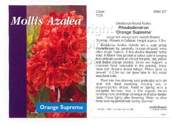 Picture of AZALEA MOLLIS ORANGE SUPREME                                                                                                                          