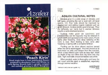 Picture of AZALEA PEACH KIRIN                                                                                                                                    
