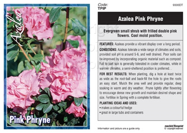 Picture of AZALEA PINK PHRYNE                                                                                                                                    