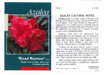 Picture of AZALEA ROAD RUNNER                                                                                                                                    