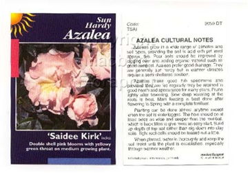 Picture of AZALEA SAIDEE KIRK                                                                                                                                    