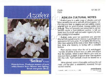 Picture of AZALEA SEIKAI                                                                                                                                         