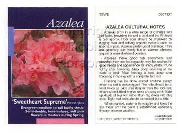 Picture of AZALEA SWEETHEART SUPREME                                                                                                                             