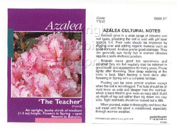 Picture of AZALEA THE TEACHER                                                                                                                                    