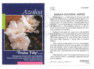 Picture of AZALEA TRISHA TILLY                                                                                                                                   