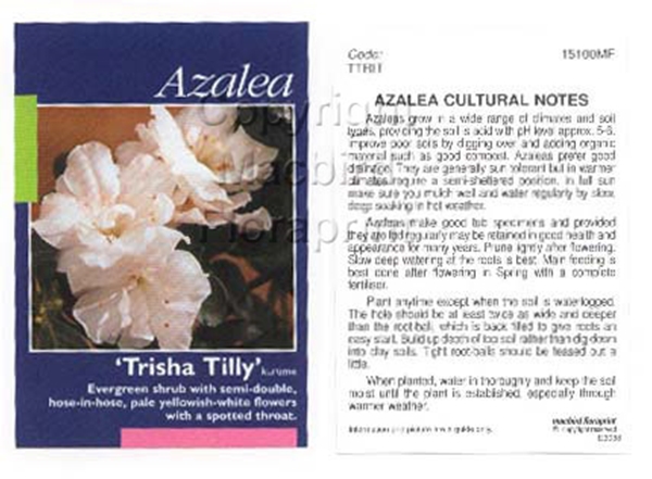 Picture of AZALEA TRISHA TILLY                                                                                                                                   