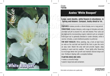 Picture of AZALEA WHITE BOUQUET                                                                                                                                  
