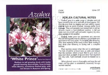 Picture of AZALEA WHITE PRINCE                                                                                                                                   