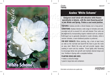 Picture of AZALEA WHITE SCHAME                                                                                                                                   