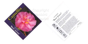 Picture of CAMELLIA SASANQUA BERT JONES                                                                                                                          