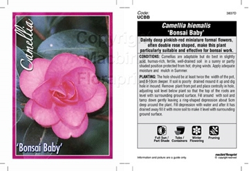 Picture of CAMELLIA BONSAI BABY                                                                                                                                  