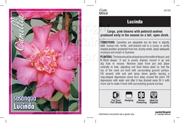 Picture of CAMELLIA LUCINDA                                                                                                                                      