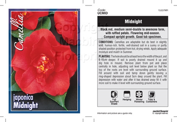 Picture of CAMELLIA MIDNIGHT                                                                                                                                     