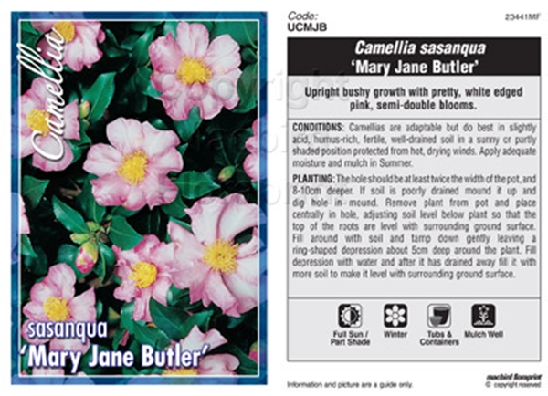 Picture of CAMELLIA MARY JANE BUTLER                                                                                                                             