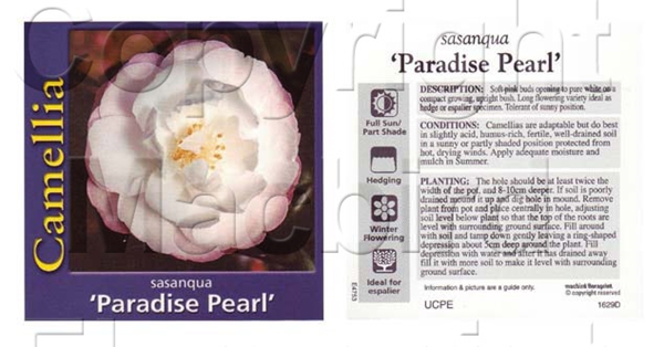 Picture of CAMELLIA PARADISE PEARL                                                                                                                               