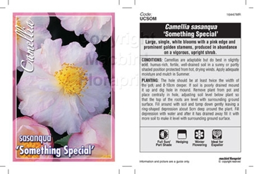 Picture of CAMELLIA SOMETHING SPECIAL                                                                                                                            